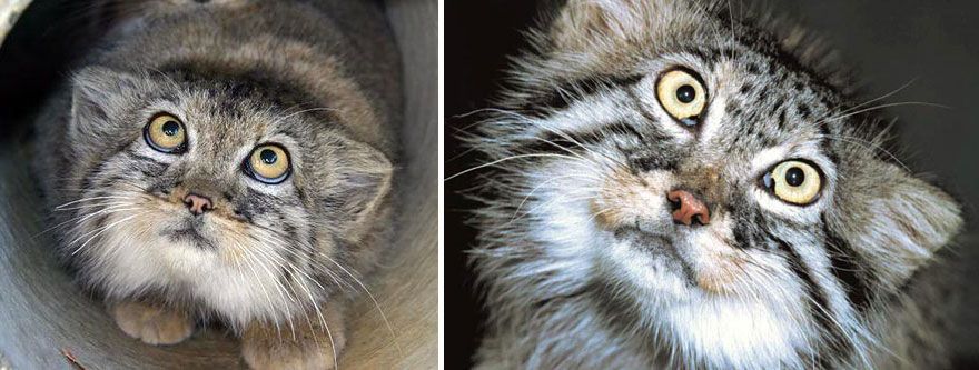 Манул — самый выразительный кот в мире