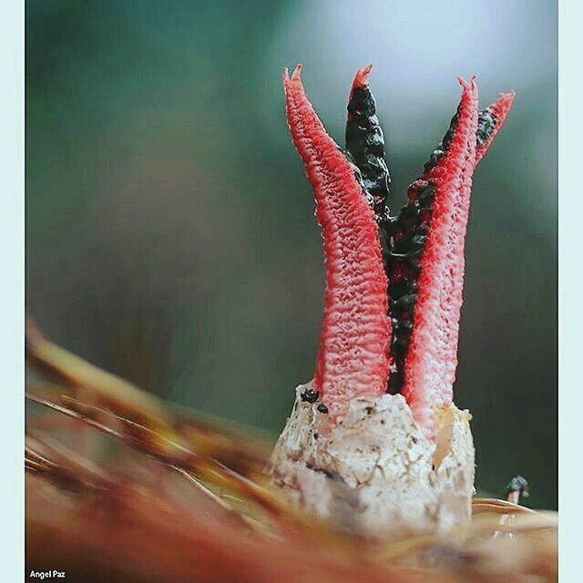 Пальцы дьявола: самый жуткий гриб в мире