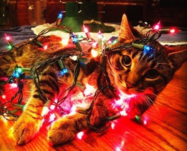 Новогодние коты: к празднику готовы