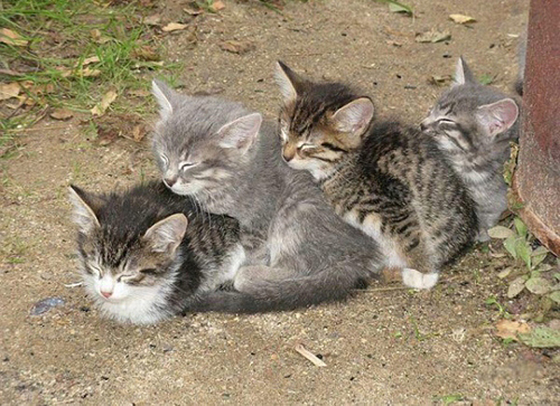 25 кошачьих поз для сна