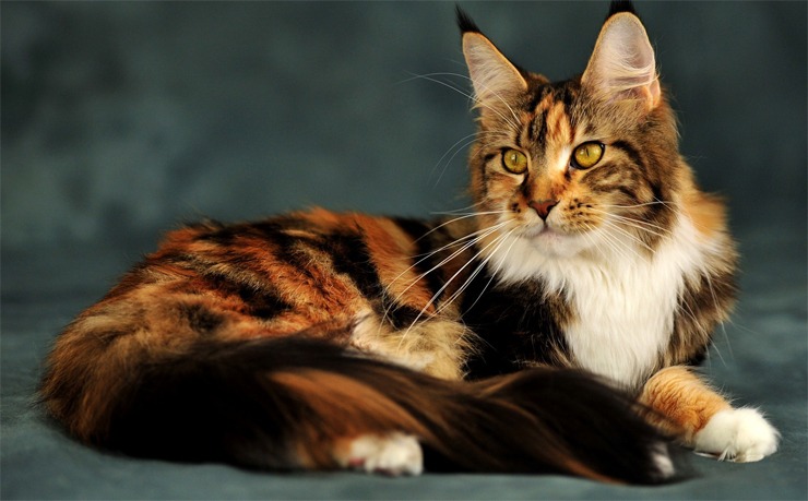 10 самых красивых пород кошек