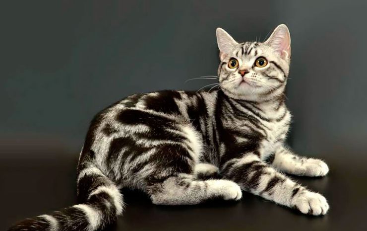 10 самых красивых пород кошек