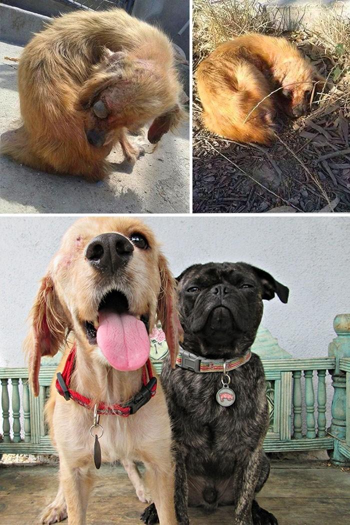16 историй спасения собак, находящихся на грани смерти