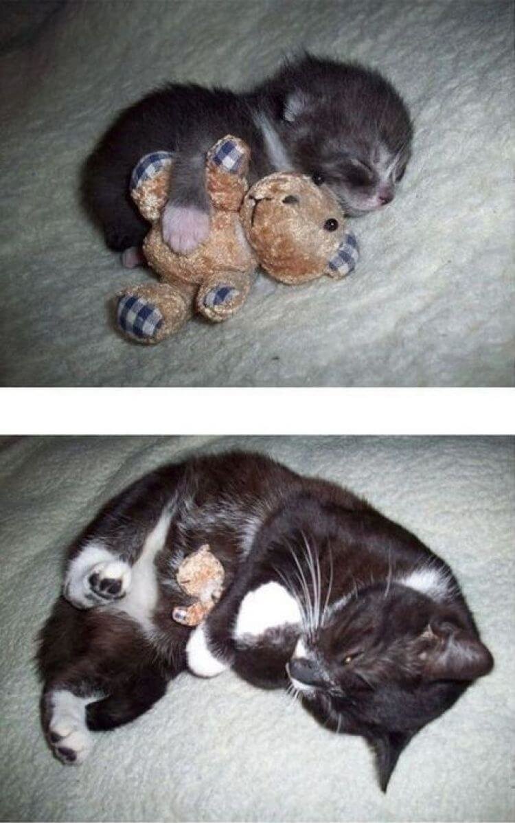 Котята очень быстро растут: до и после