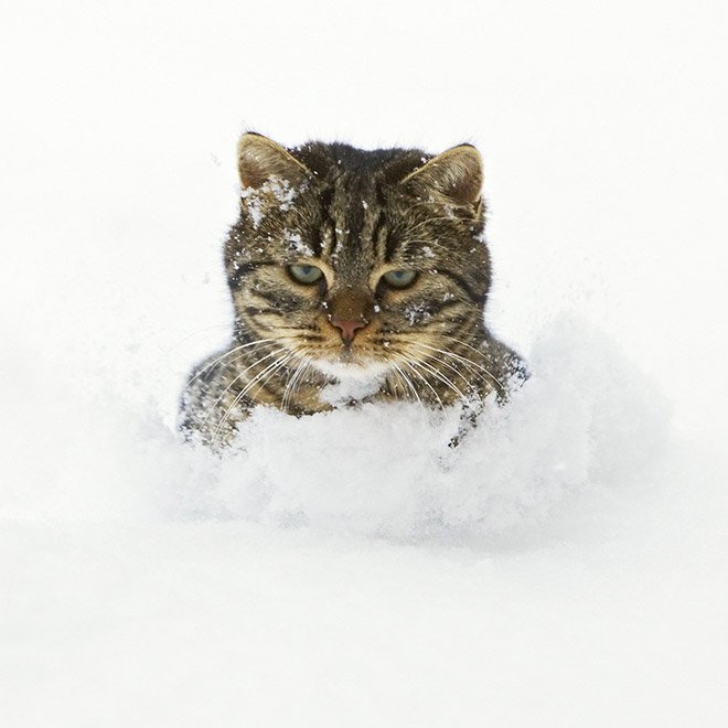 Кошки увидели свой первый снег
