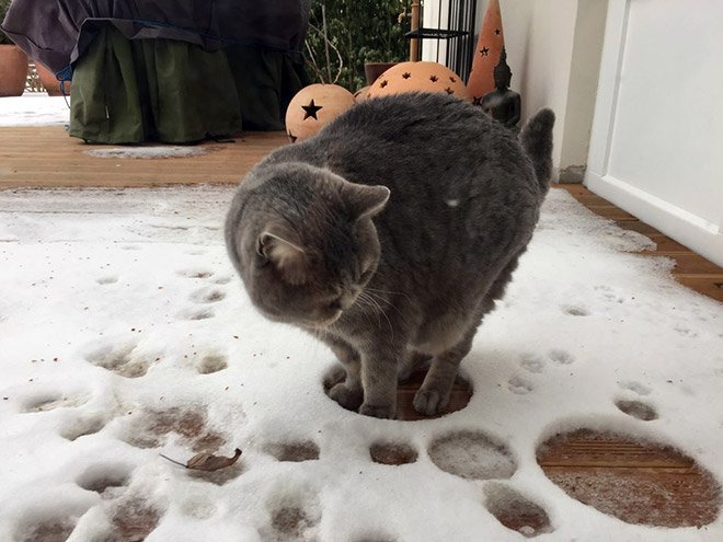 Кошки увидели свой первый снег