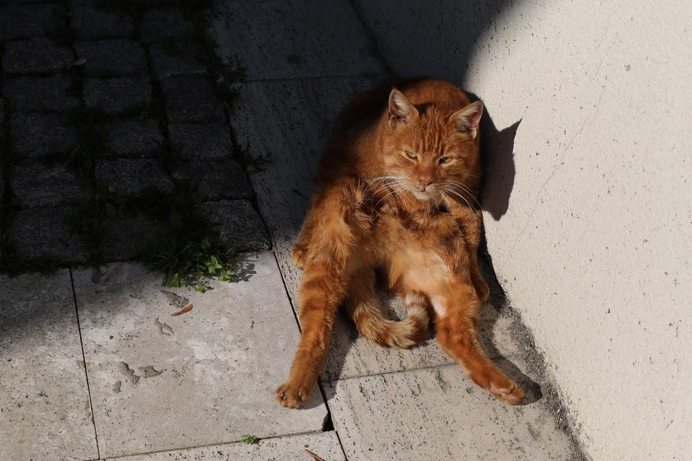 Жизнь котов на улицах Стамбула