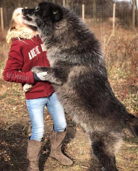 Великолепные гибриды волка и собаки