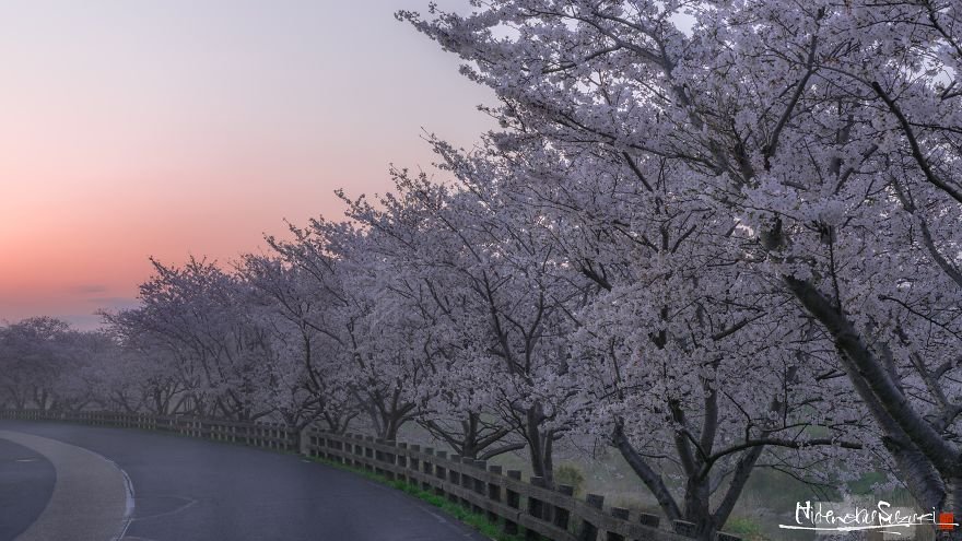 Сезон цвітіння сакури в Японії від Хіденобу Судзукі