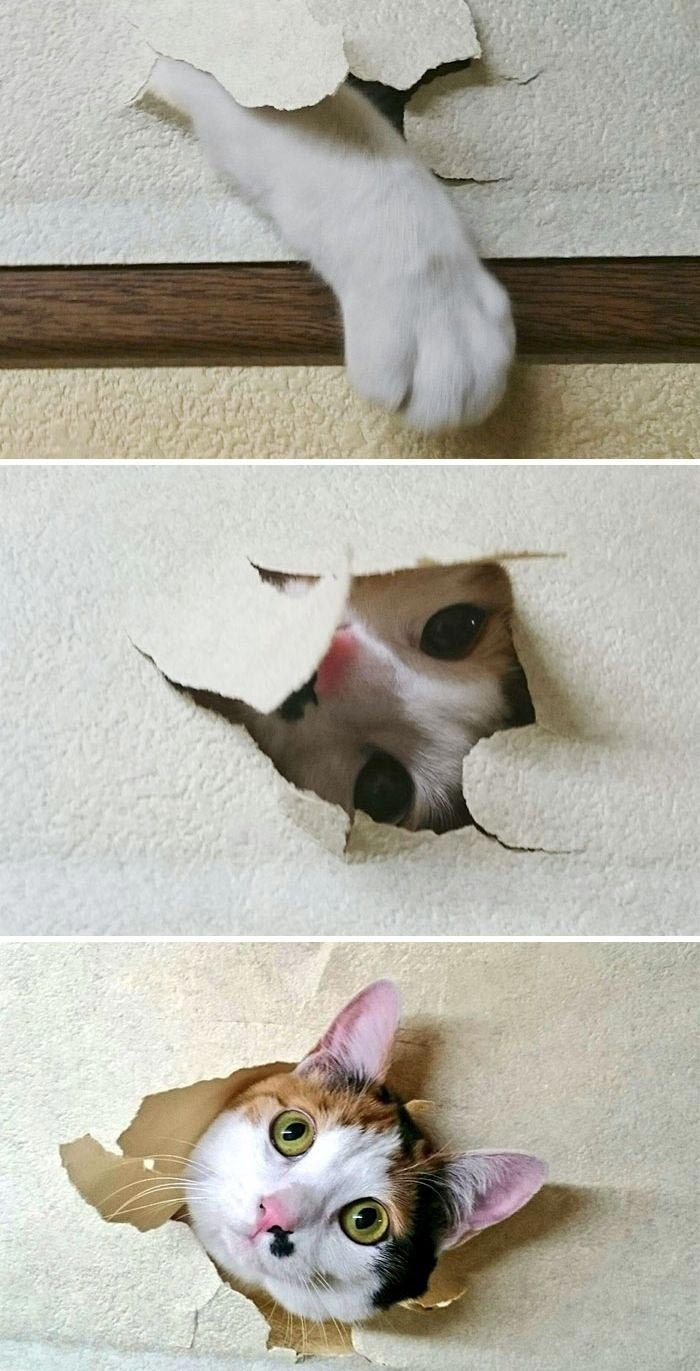 Эти фотографии доказывают, что кошки могут быть засранцами