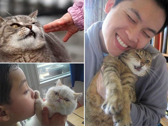 15 фото котиков, которые не любят обнимашки