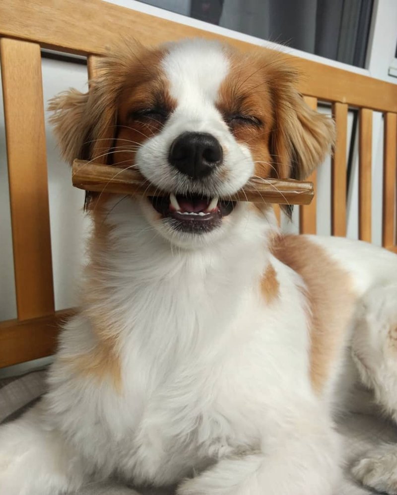 Собаки с очаровательными улыбками заряжают позитивом