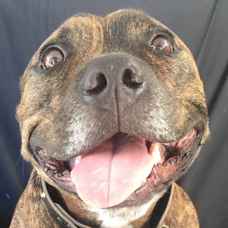 Собаки с очаровательными улыбками заряжают позитивом