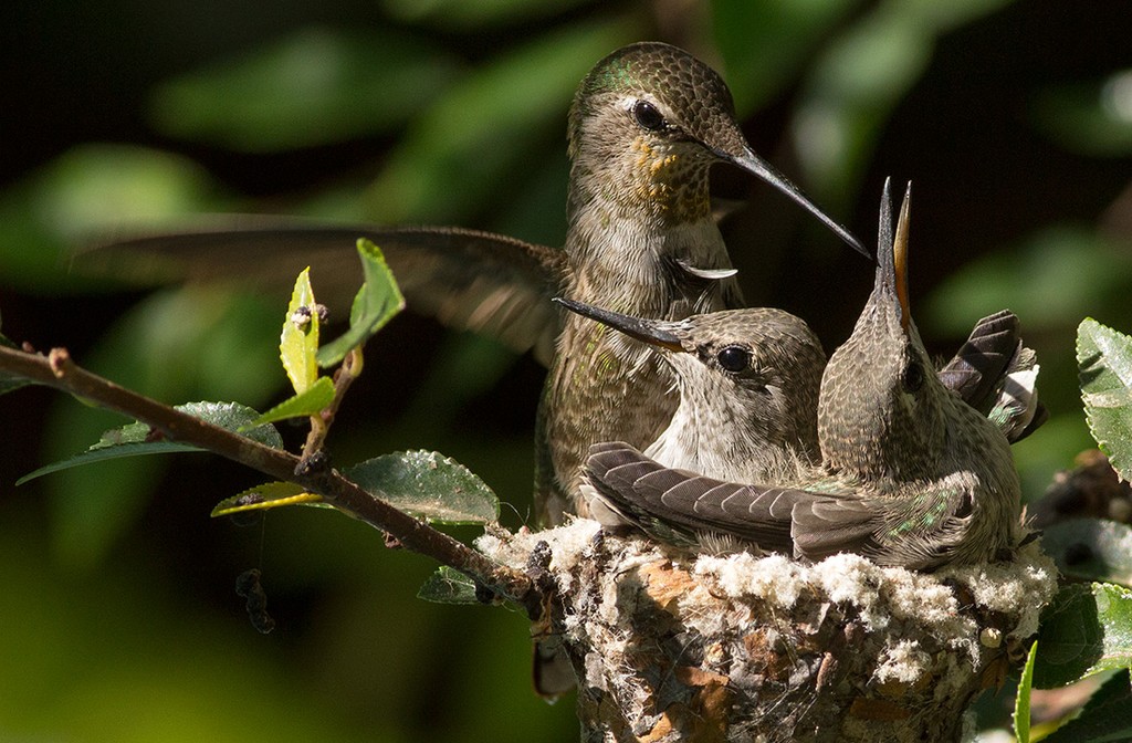 Гнездо колибри красивые фото и картинки