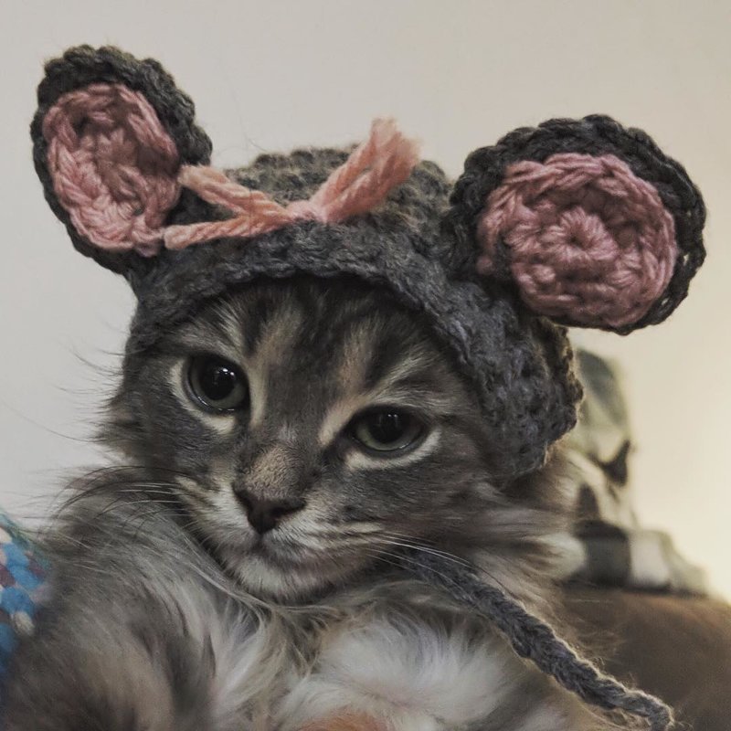 Милые котики в маленьких шапках и шляпах