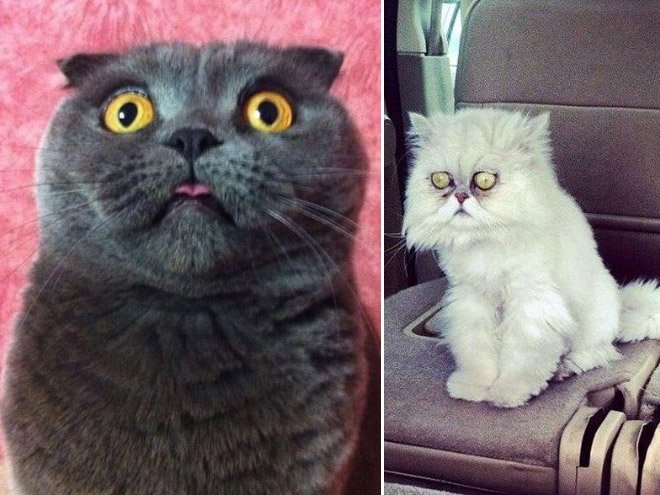 Максимально удивленные коты