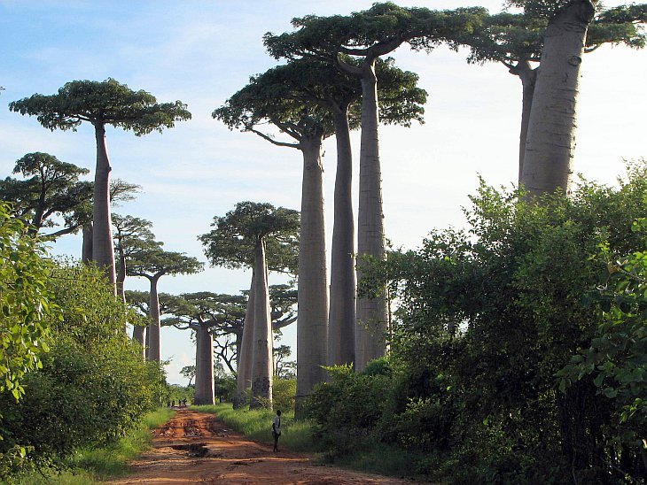 Baobab - a világ legszokatlanabb fája