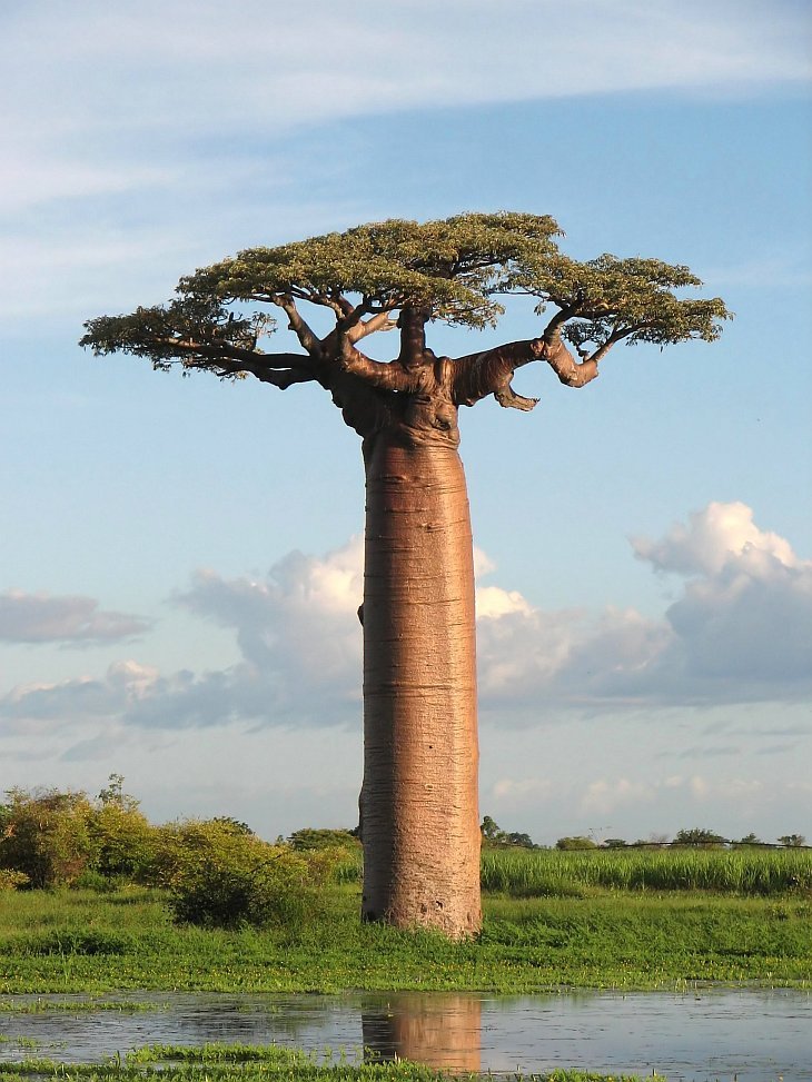 Baobab - a világ legszokatlanabb fája