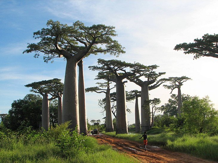 Баобаб - самое необычное дерево в мире