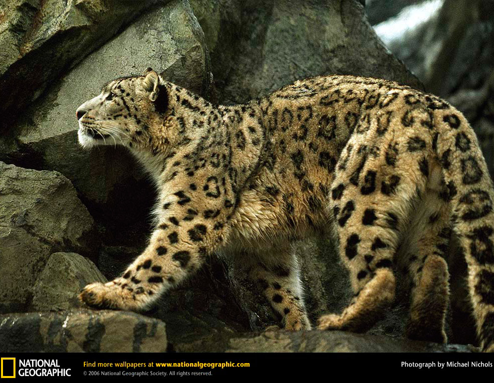 Большие кошки в объективе National Geographic