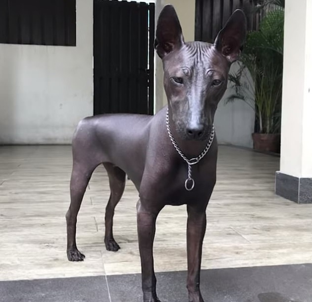 Kutya vagy bronz szobor?