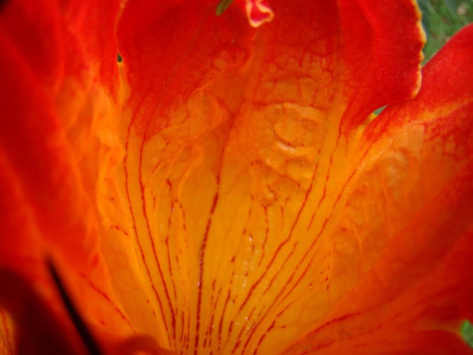 CsodÃ¡latos afrikai tulipÃ¡nfa - spatode