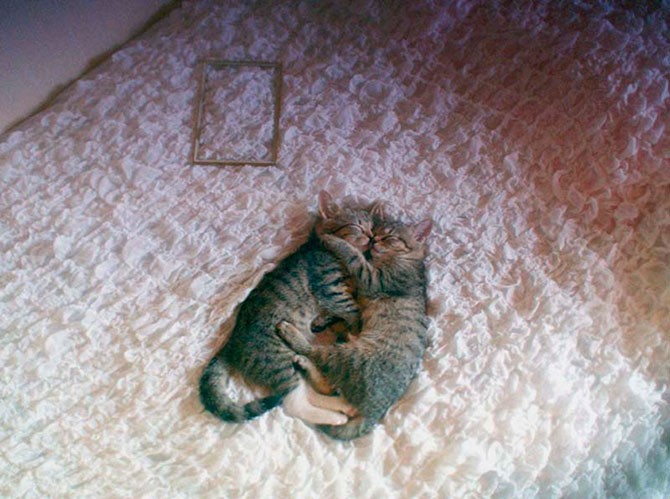 Macska szerelem és ölelés a képen