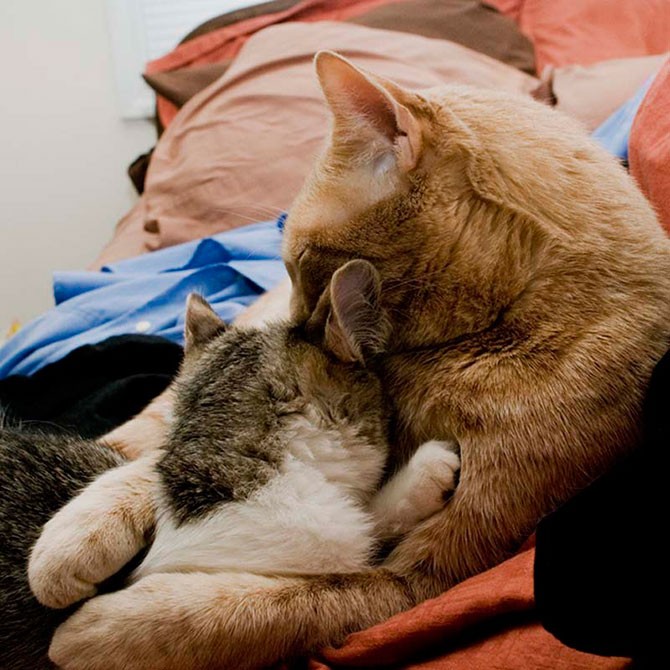 Macska szerelem és ölelés a képen