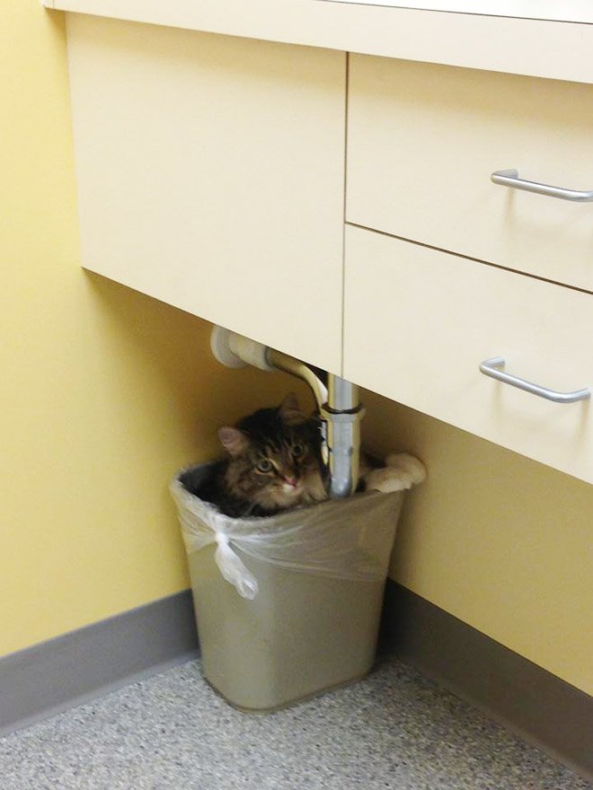 Попытки кошек спрятаться от ветеринаров
