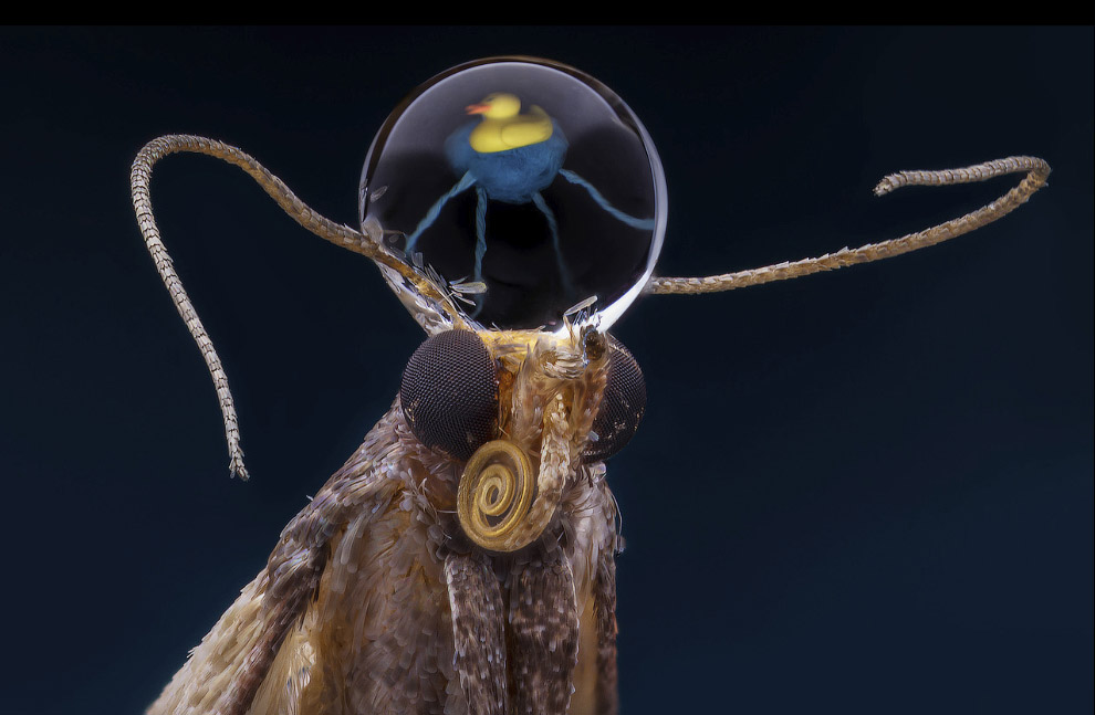 Макрофотографии насекомых от Василия Меньшова Животные