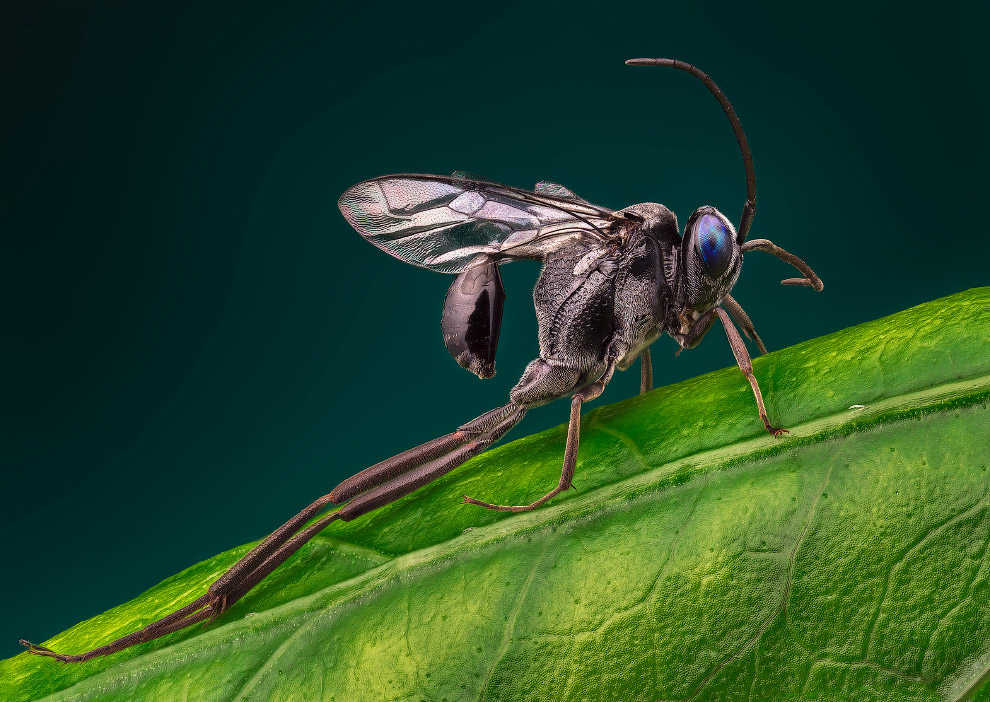 Макрофотографии насекомых от Василия Меньшова Животные