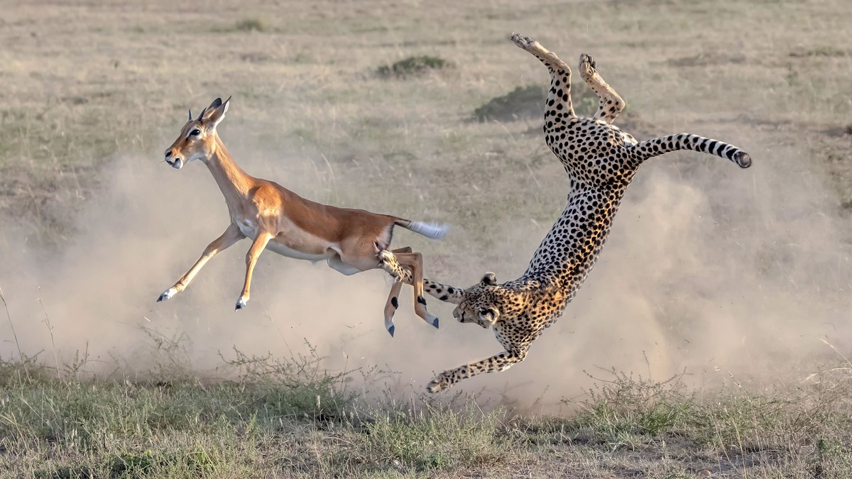 Кадры охоты гепарда на импалу Животные