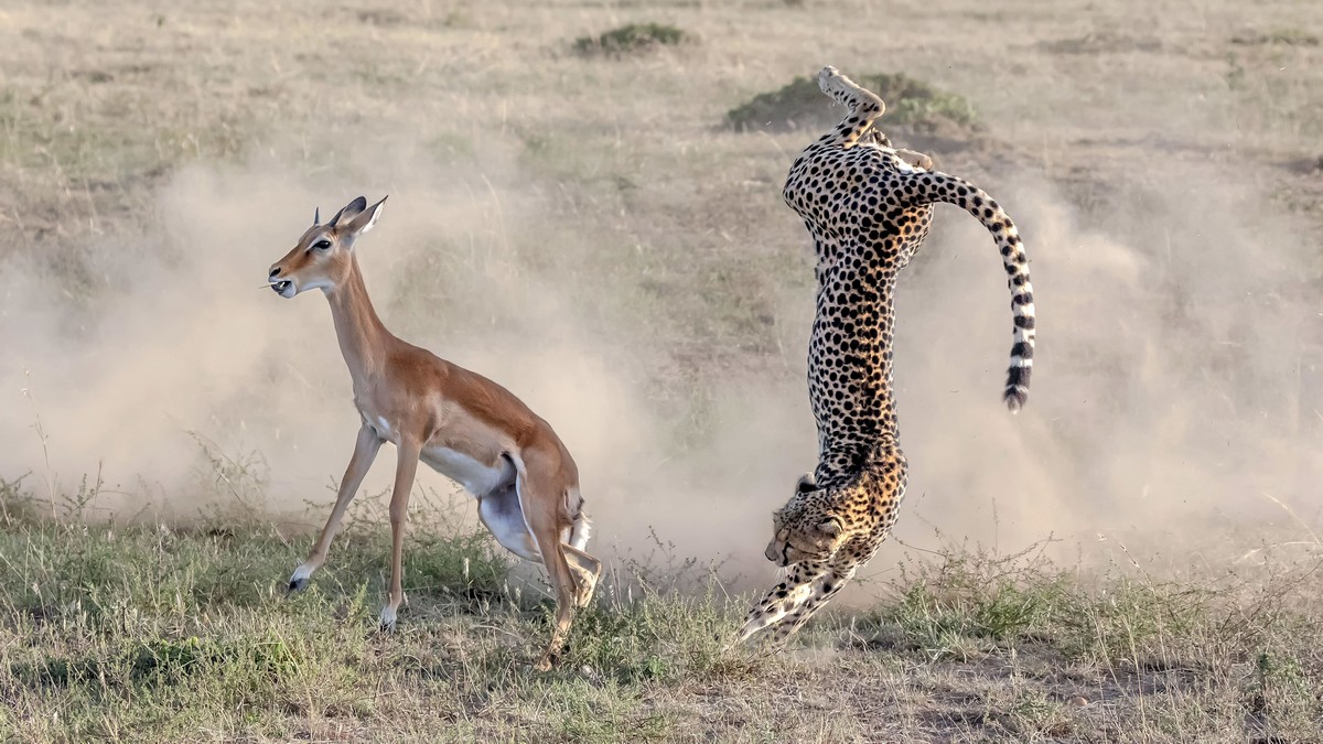 Кадры охоты гепарда на импалу Животные