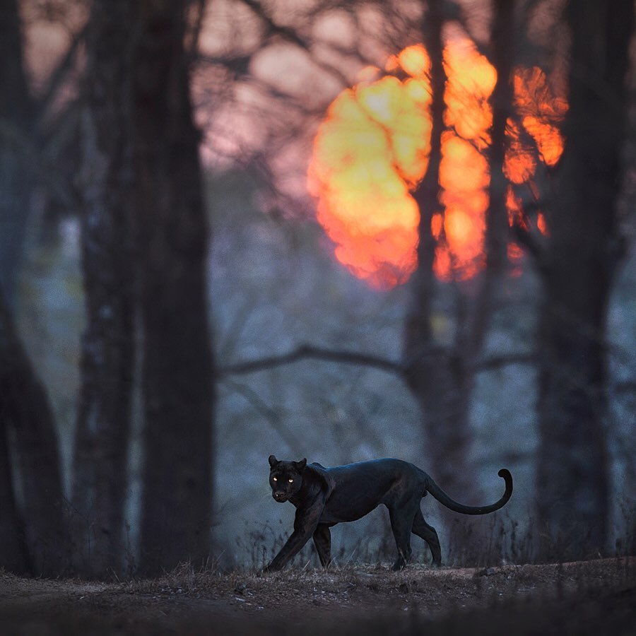 Голая пантера на прогулке в осеннем парке 