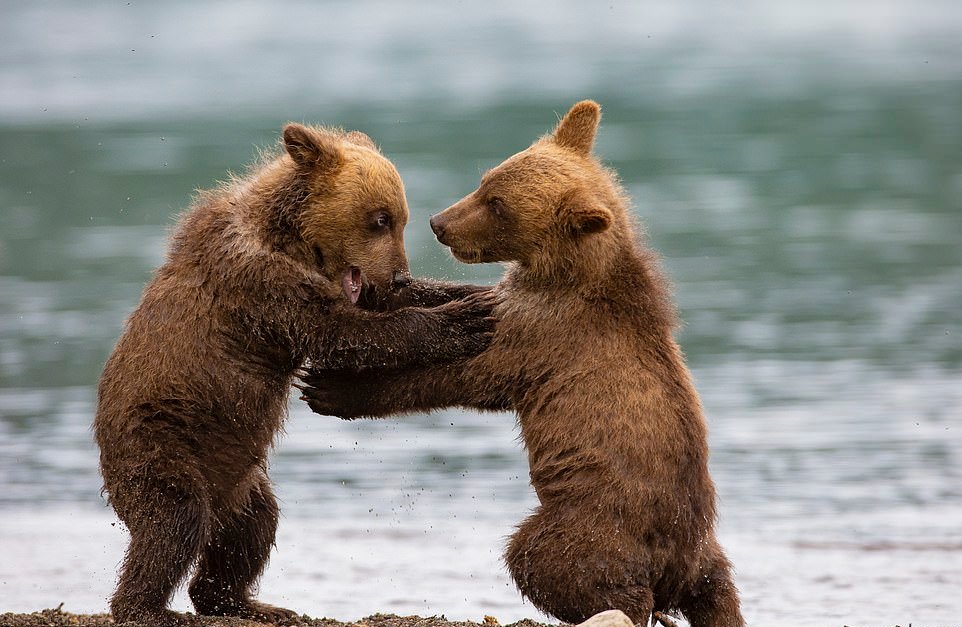 Два медвежонка фото