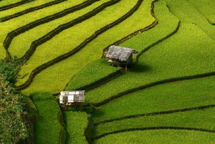 Живописные рисовые террасы Вьетнама