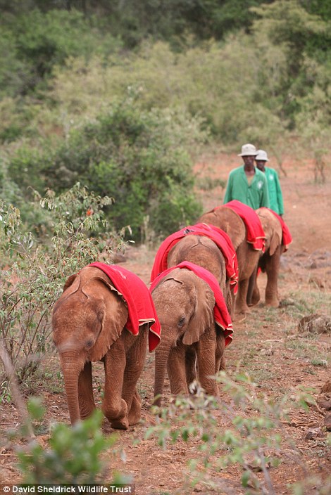 Осиротевшие слонята стали неразлучными друзьями