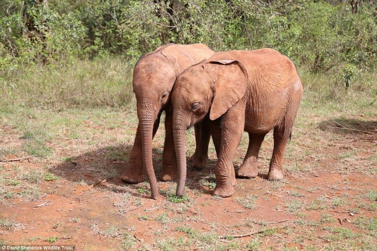 Осиротевшие слонята стали неразлучными друзьями