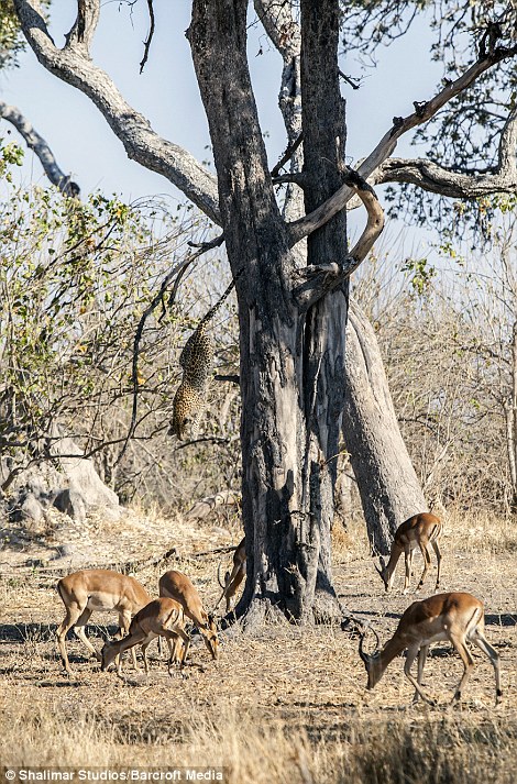 Удивительный прыжок леопарда во время охоты