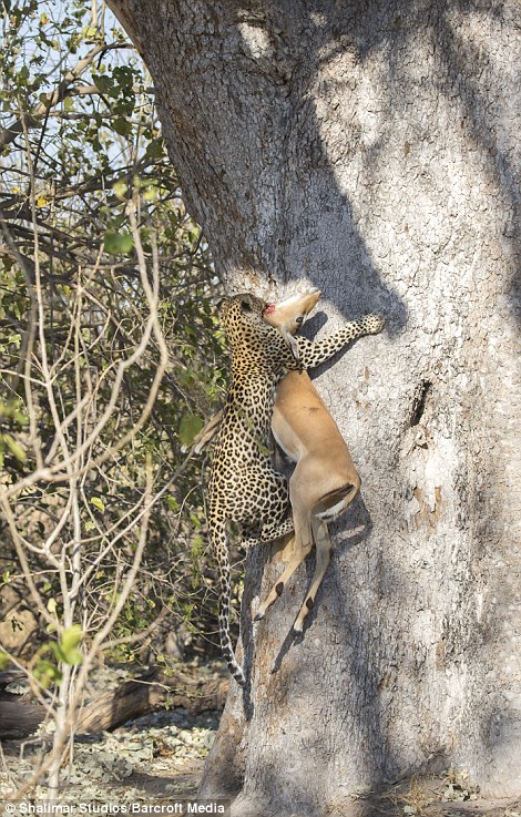 Удивительный прыжок леопарда во время охоты