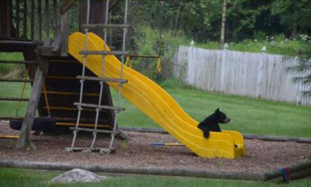 Медведица сводила детей в парк развлечений