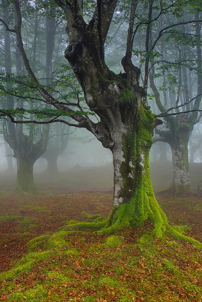 Мистический лес в Испании