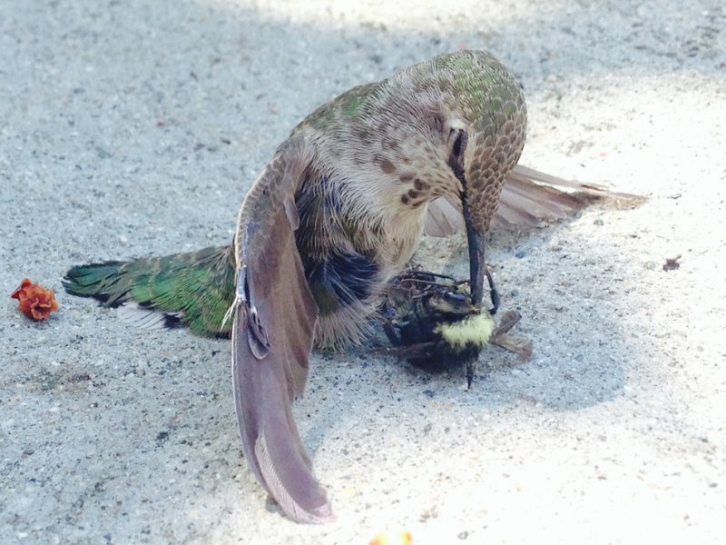 Лобовое столкновение колибри со шмелем