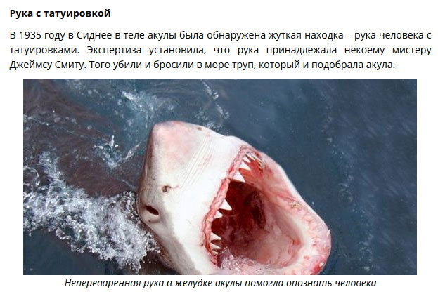 Удивительные находки в желудках акул