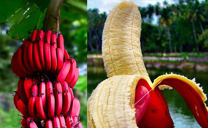 Обзор редких и необычных сортов бананов