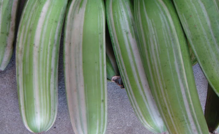 Обзор редких и необычных сортов бананов