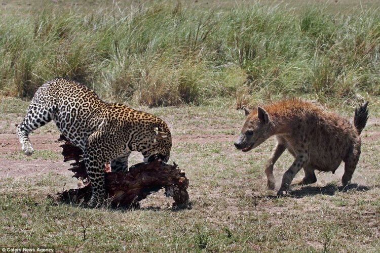 Гиена попыталась отнять добычу у леопарда