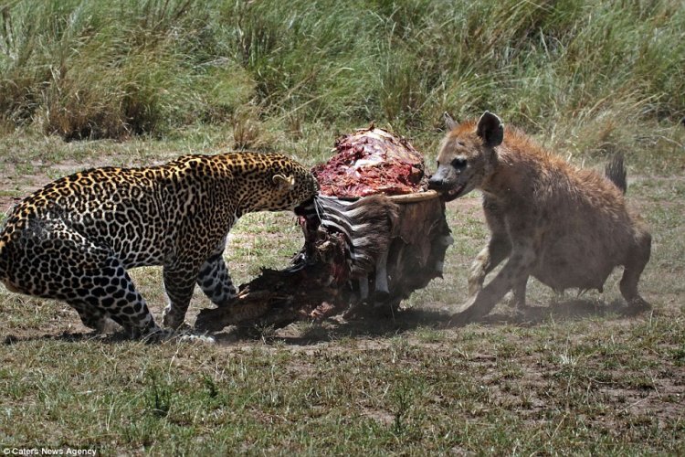Гиена попыталась отнять добычу у леопарда