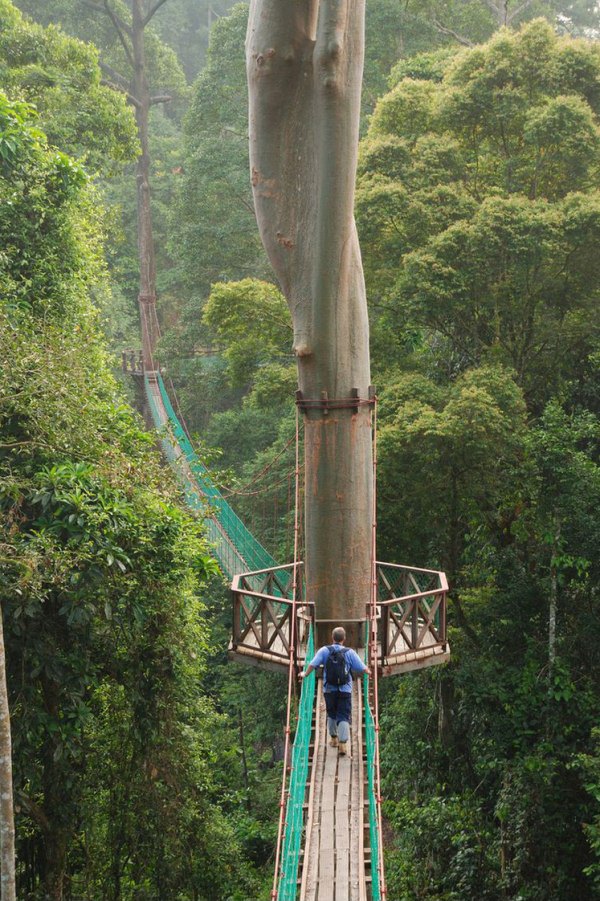 Мост над лесом
