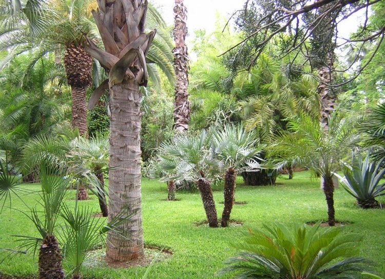 Сад Мажореля в Марракеше